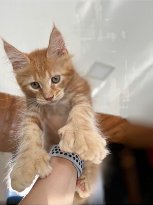 Полидакт Мальчик