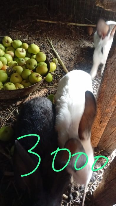 Продам кроликов и крольчат