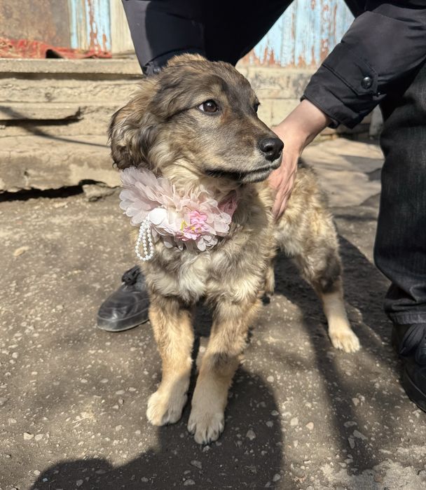 Нежная девочка щенок