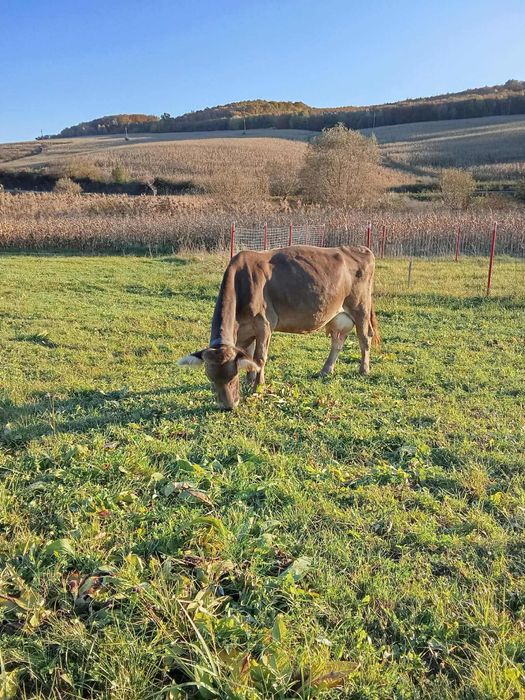 Vand vaca genstata in 2 luni