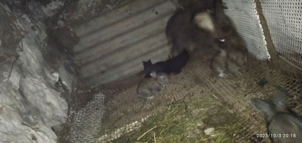 Zotdor quyonlar. Ona bola