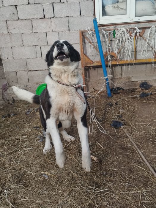 Продам сучку алабай