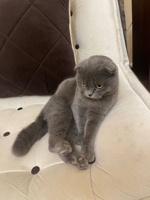 Britanski skotish fold sotiladi