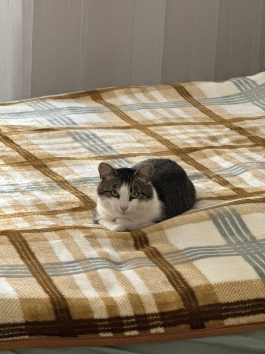 Отдам кота в хорошие руки