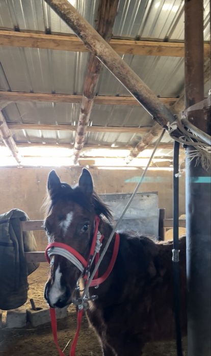 Тай сатылады жуас