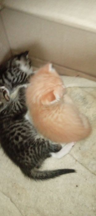 котята отдам добрые руки