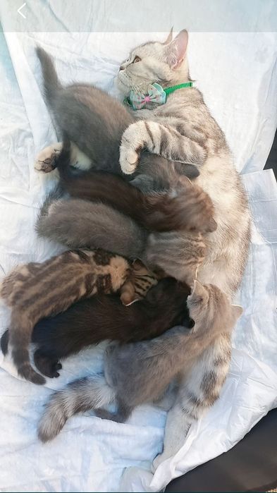 Гибридные, сладкие котята))