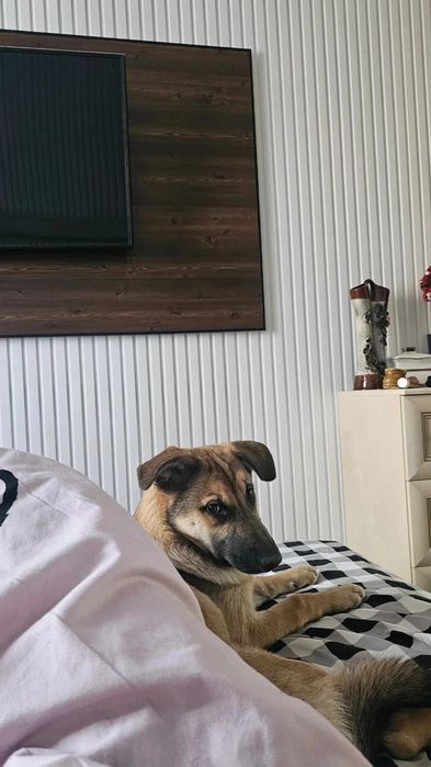 Пропала собака девочка  9 месяцев