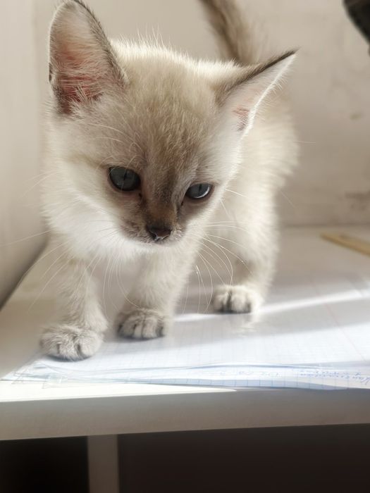 Отдам котенка в добрые руки