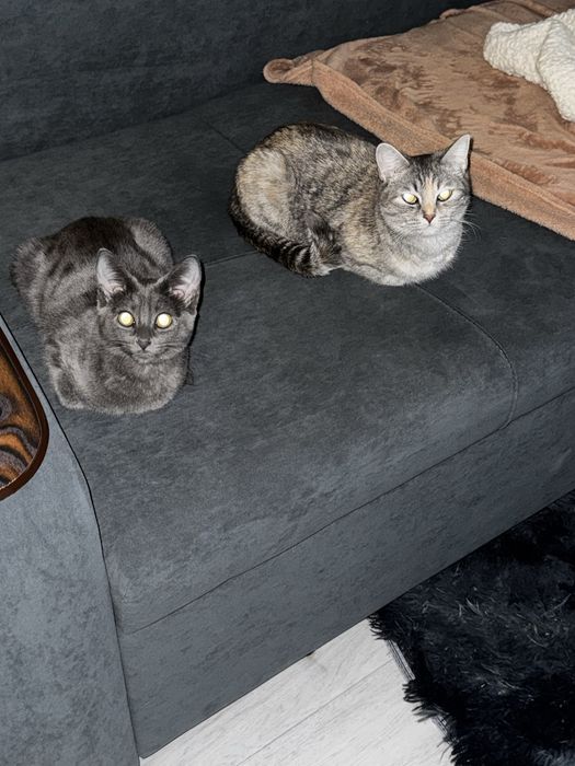 Отдам кошку и кота