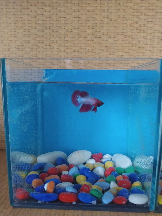 Петушок в кубике