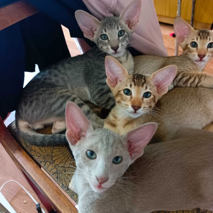 Ориентальные котята