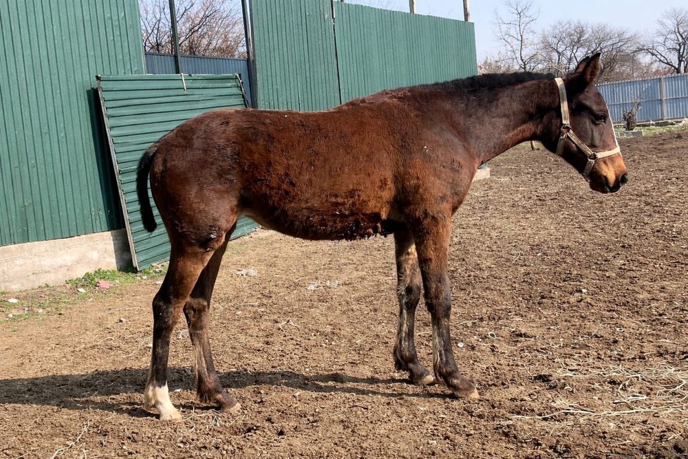 Англо араб тай….