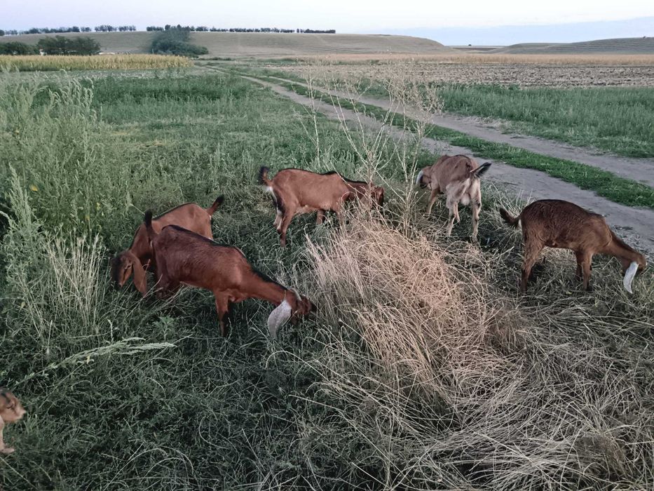 Vând ieduțe și țapi anglo nubieni