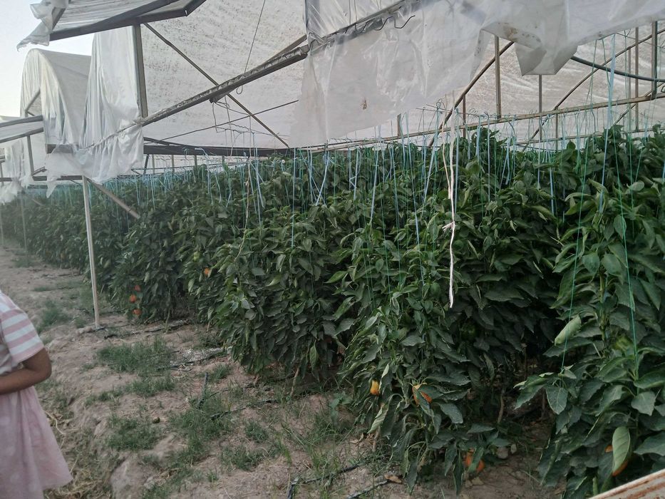 Bulgor qalampiri kochatlari