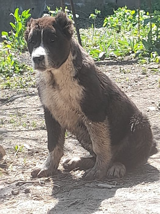 Кобель САО Алабай