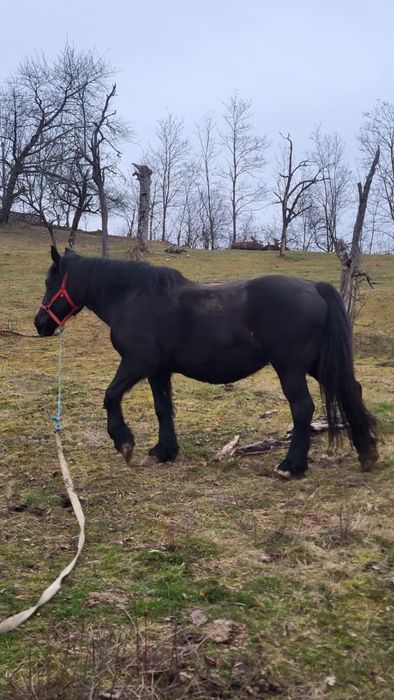 Iapă neagră gestantă