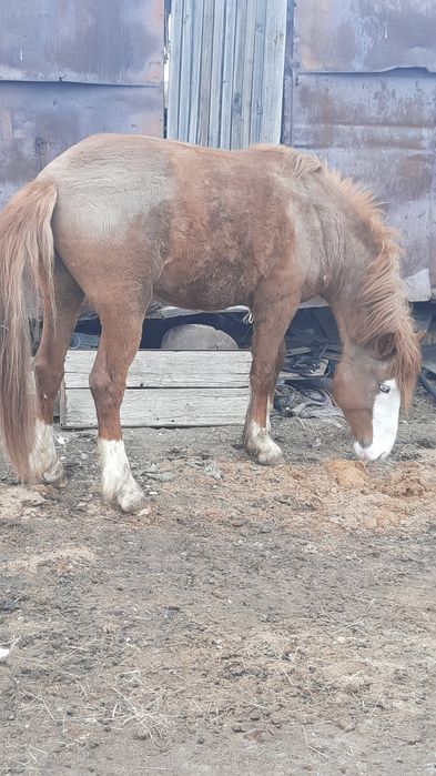 Айгыр 4 жасар семиз