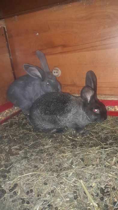 Femele fluture german