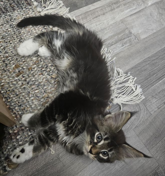 Maine coon femela