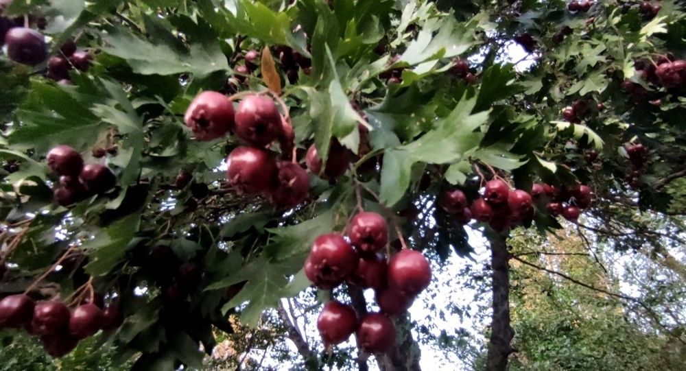 Продам Дом! Үй сатылады!