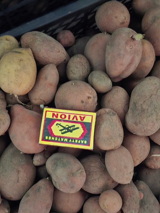 Продам картофель мелкий