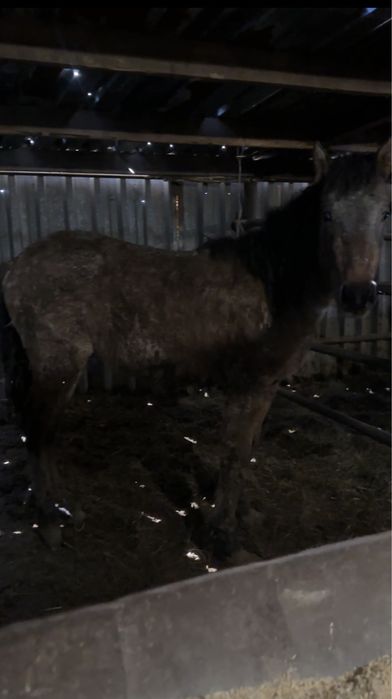 1.8 летка на  откорме