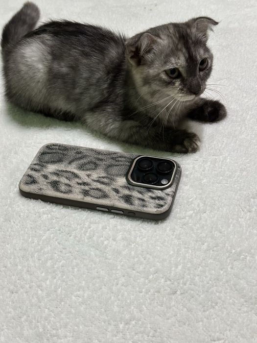 Кошка шотландская