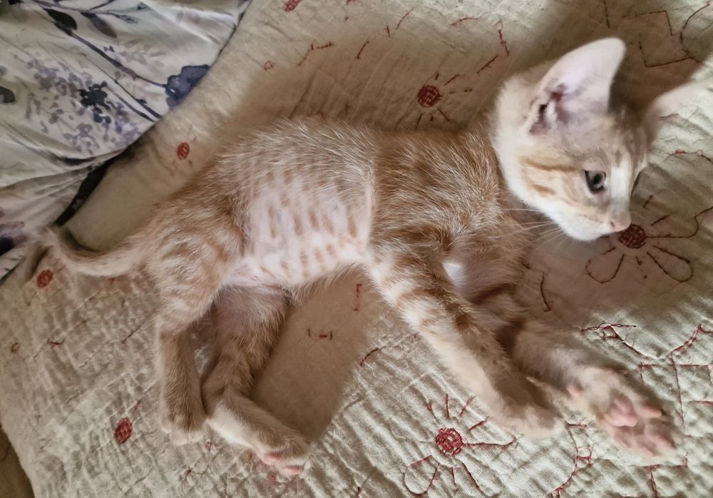Zuzu își caută o familie