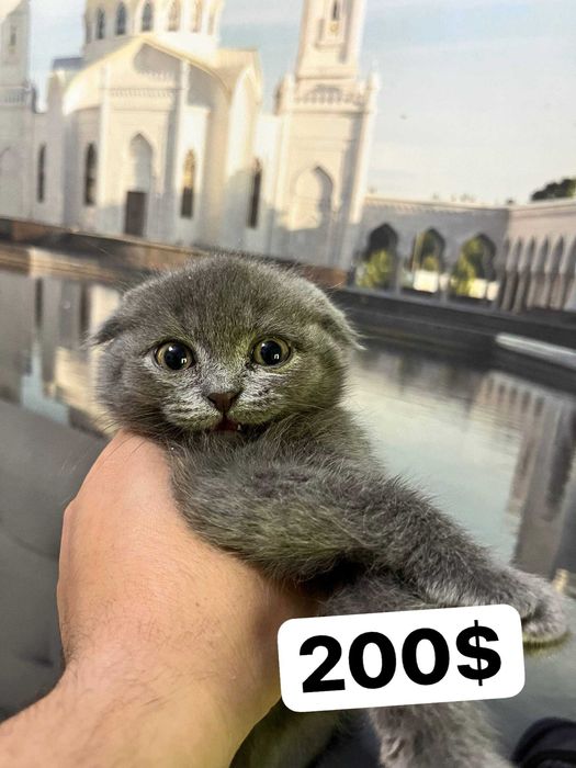 2 oylik mushukchalar