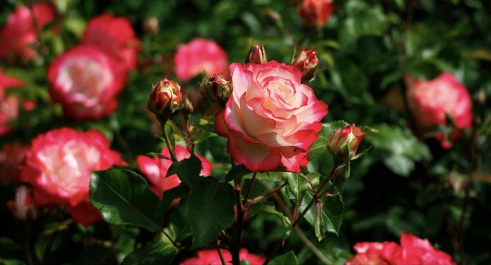 Кусты роз от 500 тенге