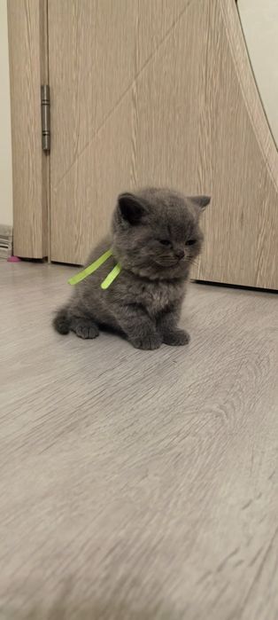 Британска Късокосместа