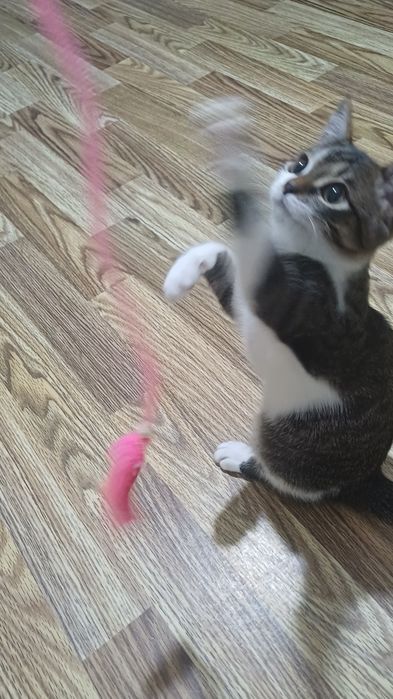 Отдам котёнка даром