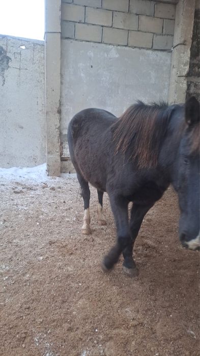 кобыла 8 годовалая