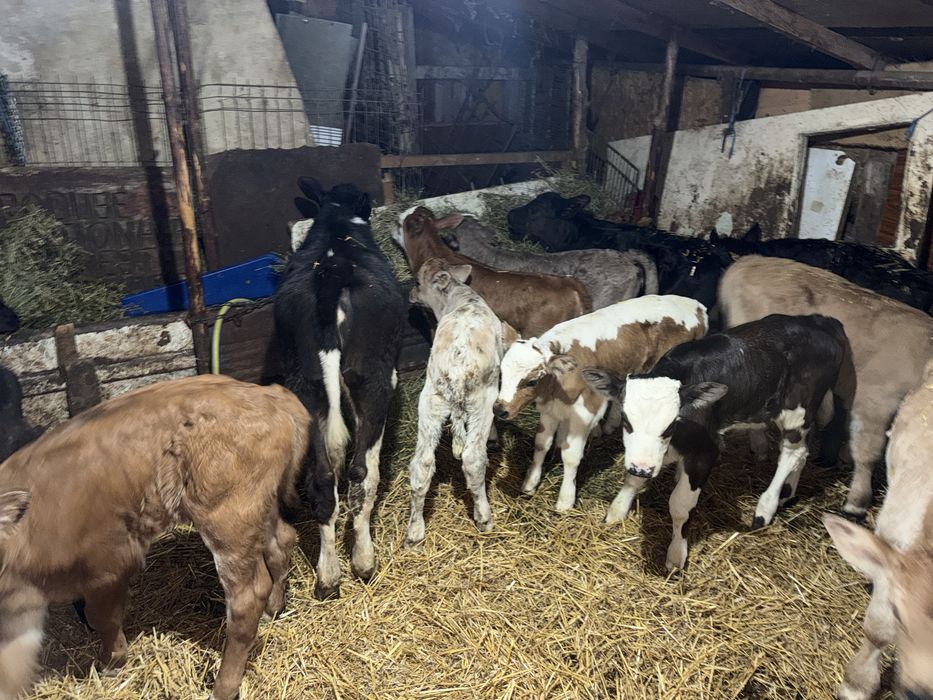 Vitei taurasi si vitele