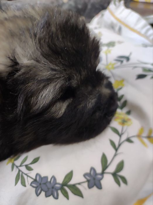 Щенки кавказской овчарки