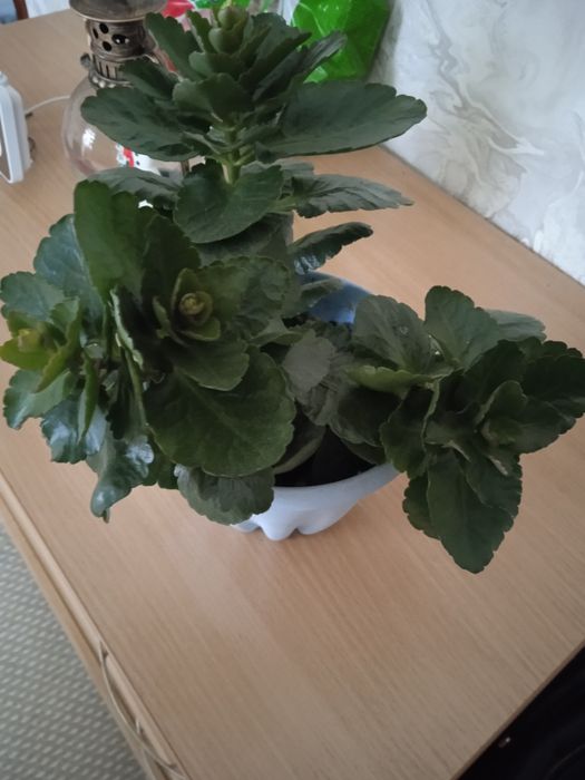 Продам каланхоэ весь на бутонах