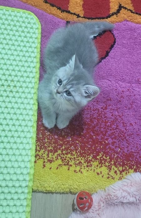 British shorthair tobby
