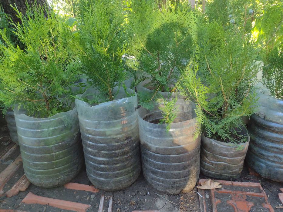 Източноевропейска Туя подходяща за огради Отстъпка