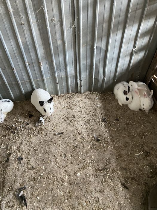 Iepuri pitici albi cu negru pui si maturi
