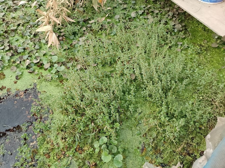 Salata de apa . Zambile de apa amazoniene, plante de apa pl