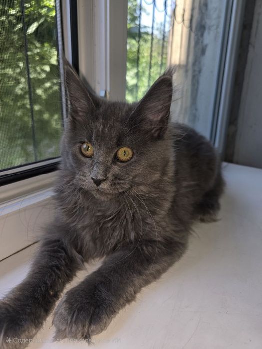 Мейн_кун девочка. Продаю