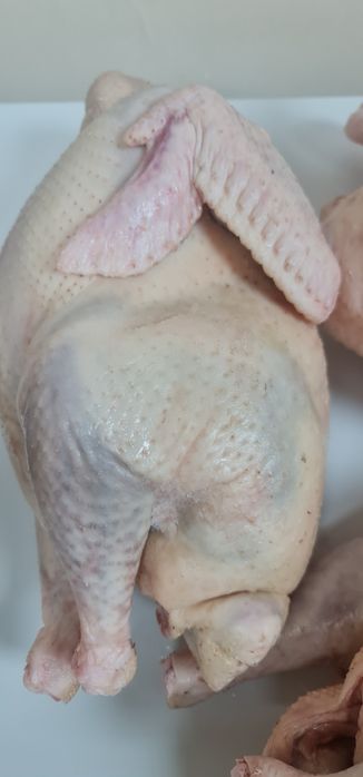 Продам мясо домашней  индейки.Каспий ред,кредит!