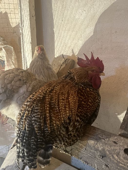 Петух Билефельдер