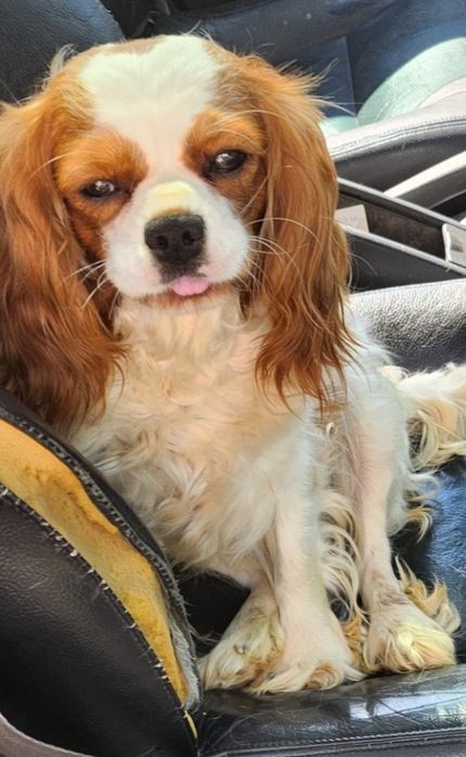 Кавалер кинг чарлз шпаньол мъжки и женски