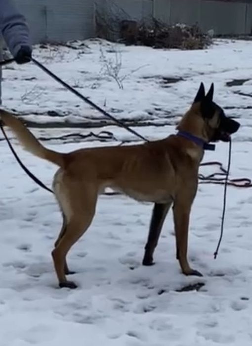 бельгийская овчарка