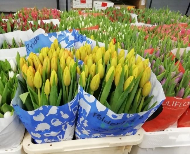 Тюльпаны Оптом высший сорт