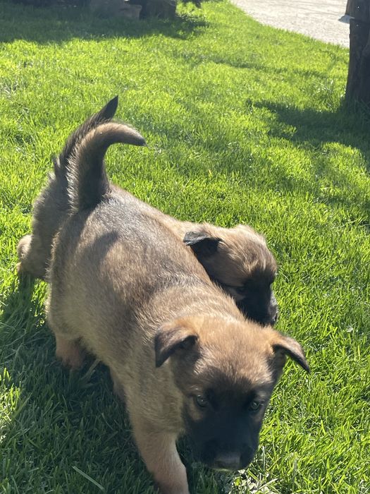 Pui lup belgian (malinois)