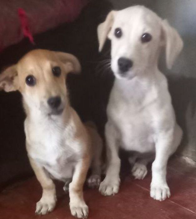 Бесплатно собак отдам