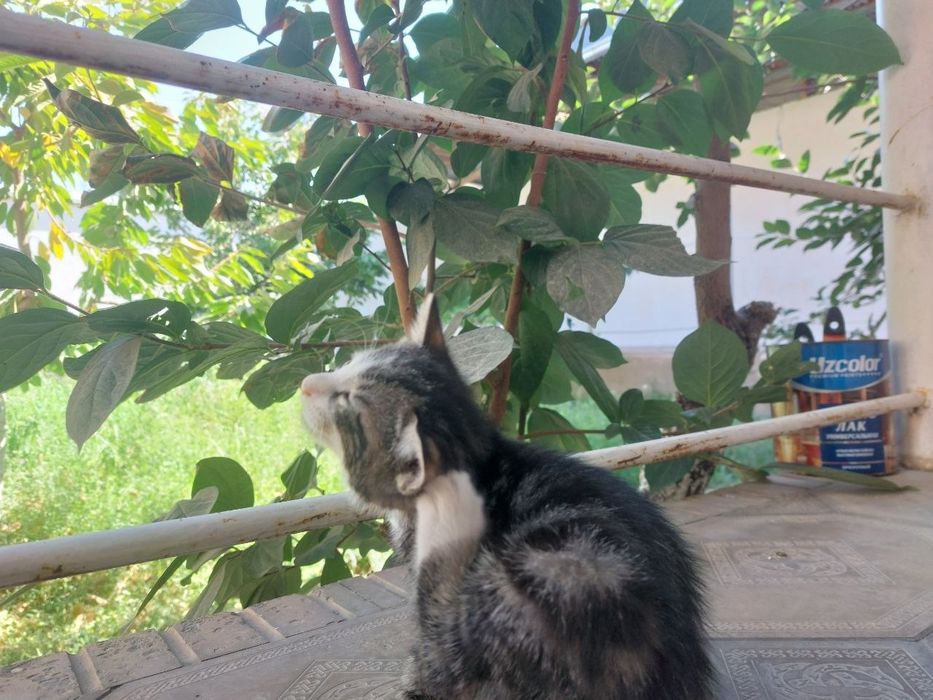 Котята в хорошие руки